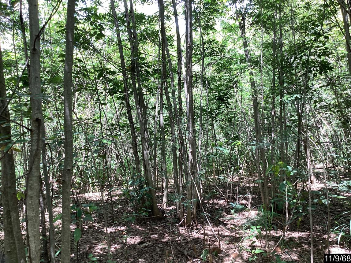 ที่ดินว่างเปล่า ภูริพิมาน ปากช่อง นครราชสีมา