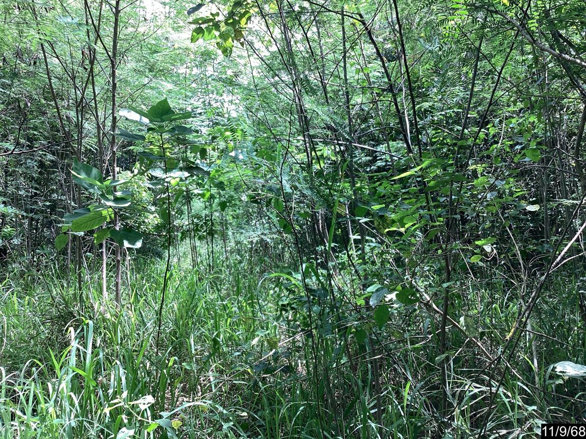 ที่ดินว่างเปล่า ภูริพิมาน ปากช่อง นครราชสีมา