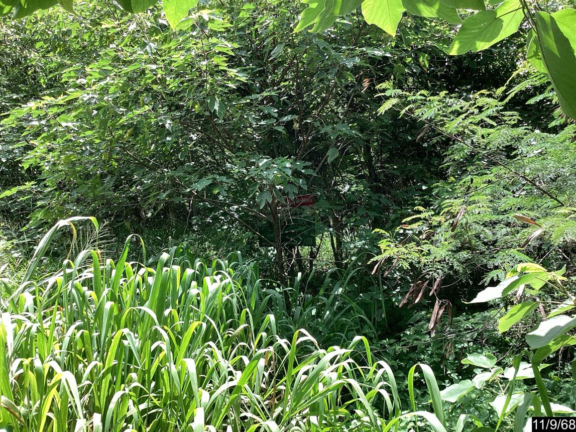ที่ดินว่างเปล่า ภูริพิมาน ปากช่อง นครราชสีมา