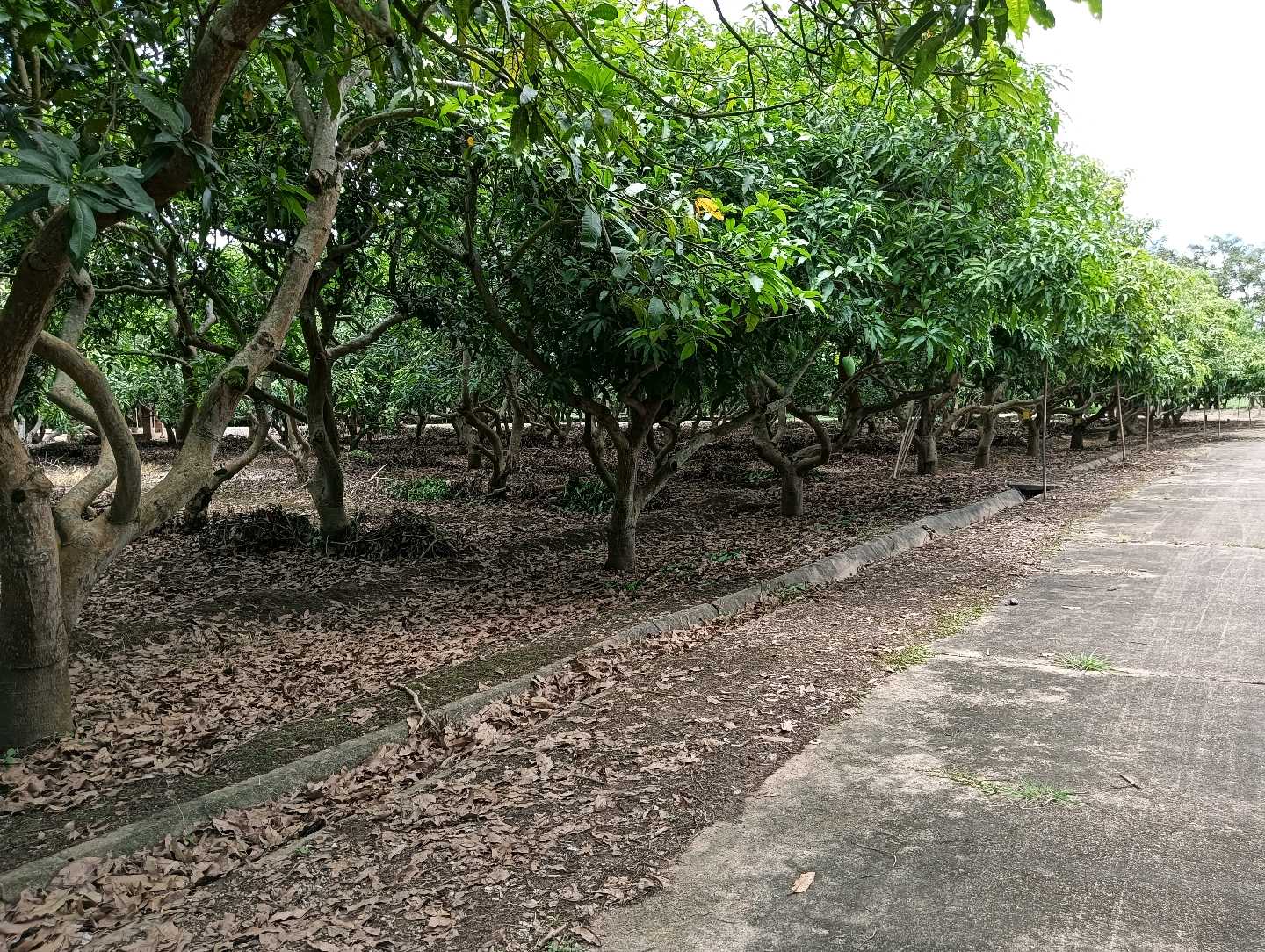 ที่ดินเปล่า โครงการริมปิง อิงดอย เชียงใหม่