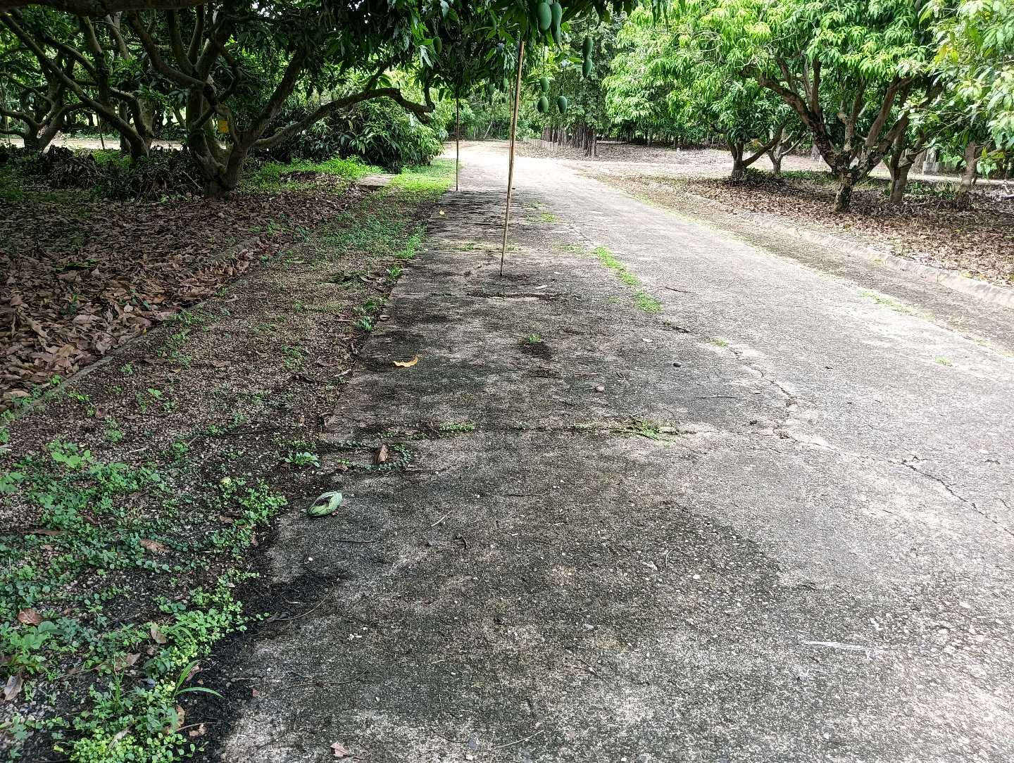 ที่ดินเปล่า โครงการริมปิง อิงดอย เชียงใหม่