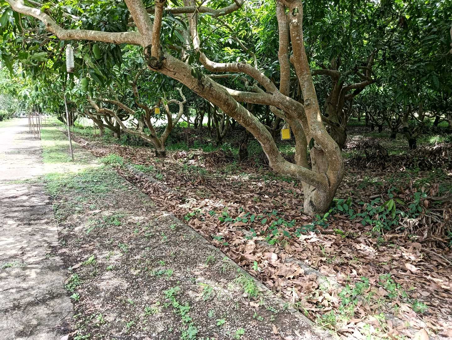 ที่ดินเปล่า โครงการริมปิง อิงดอย เชียงใหม่