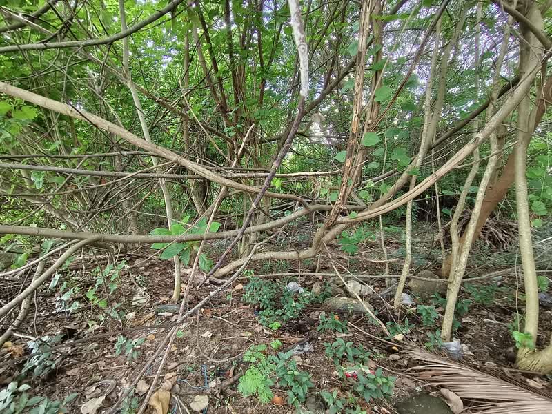 Beachfront Land Plot for Sale on Coconut Island, Phuket, Phuket
