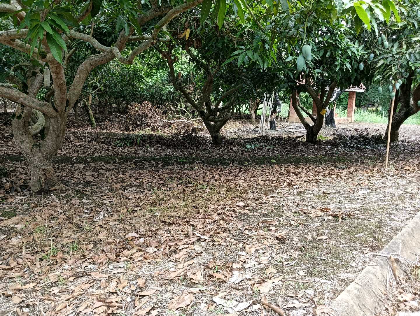 ที่ดินเปล่า โครงการริมปิง อิงดอย เชียงใหม่