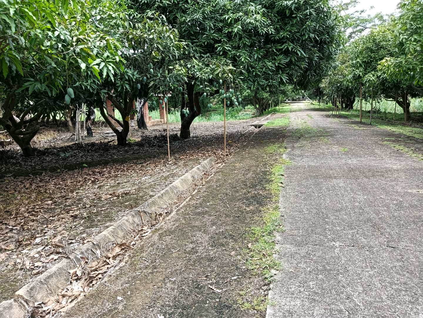 ที่ดินเปล่า โครงการริมปิง อิงดอย เชียงใหม่