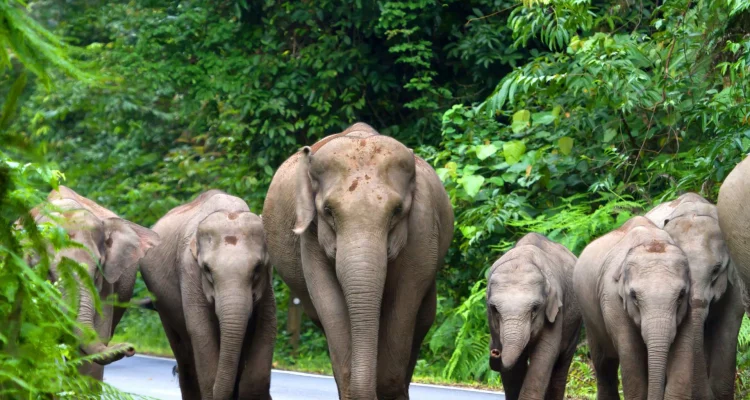 best elephant sanctuaries in thailand