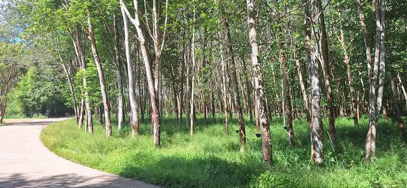 Land for Sale – Rubber Tree, Rayong