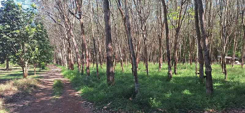 Land for Sale – Rubber Tree, Rayong