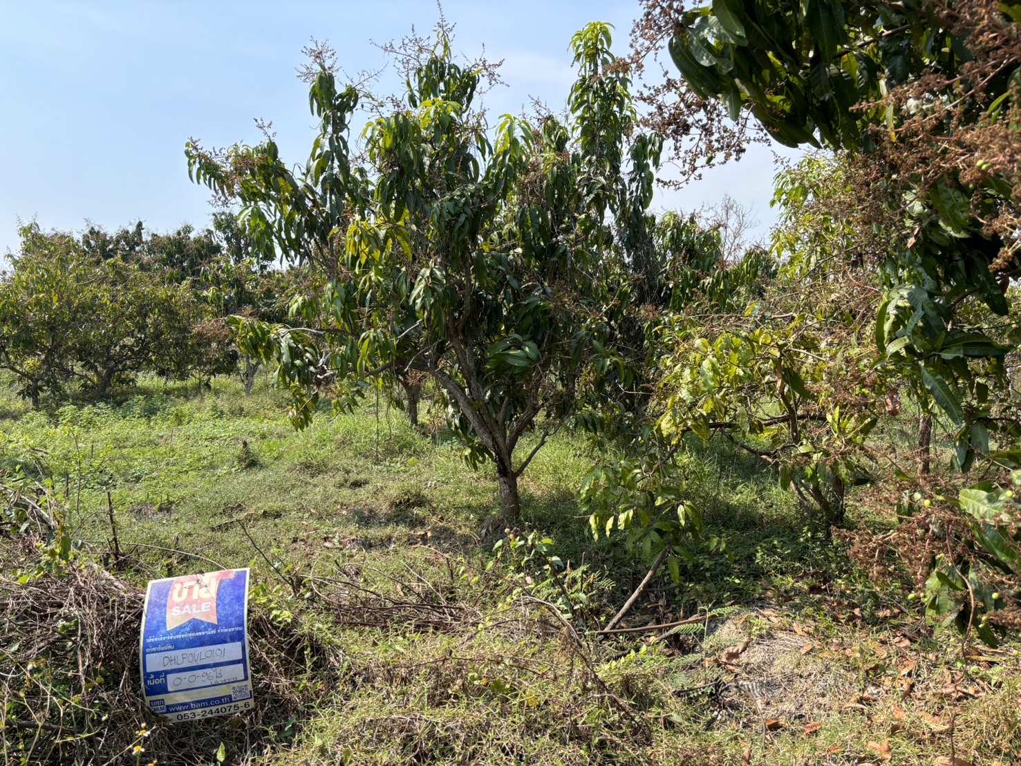 Empty land, Duang Dee View Village, Lamphun