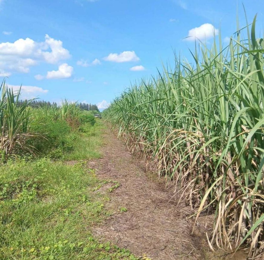 Vacant land for sale in Kamphaeng Saen, Nakhon Pathom.