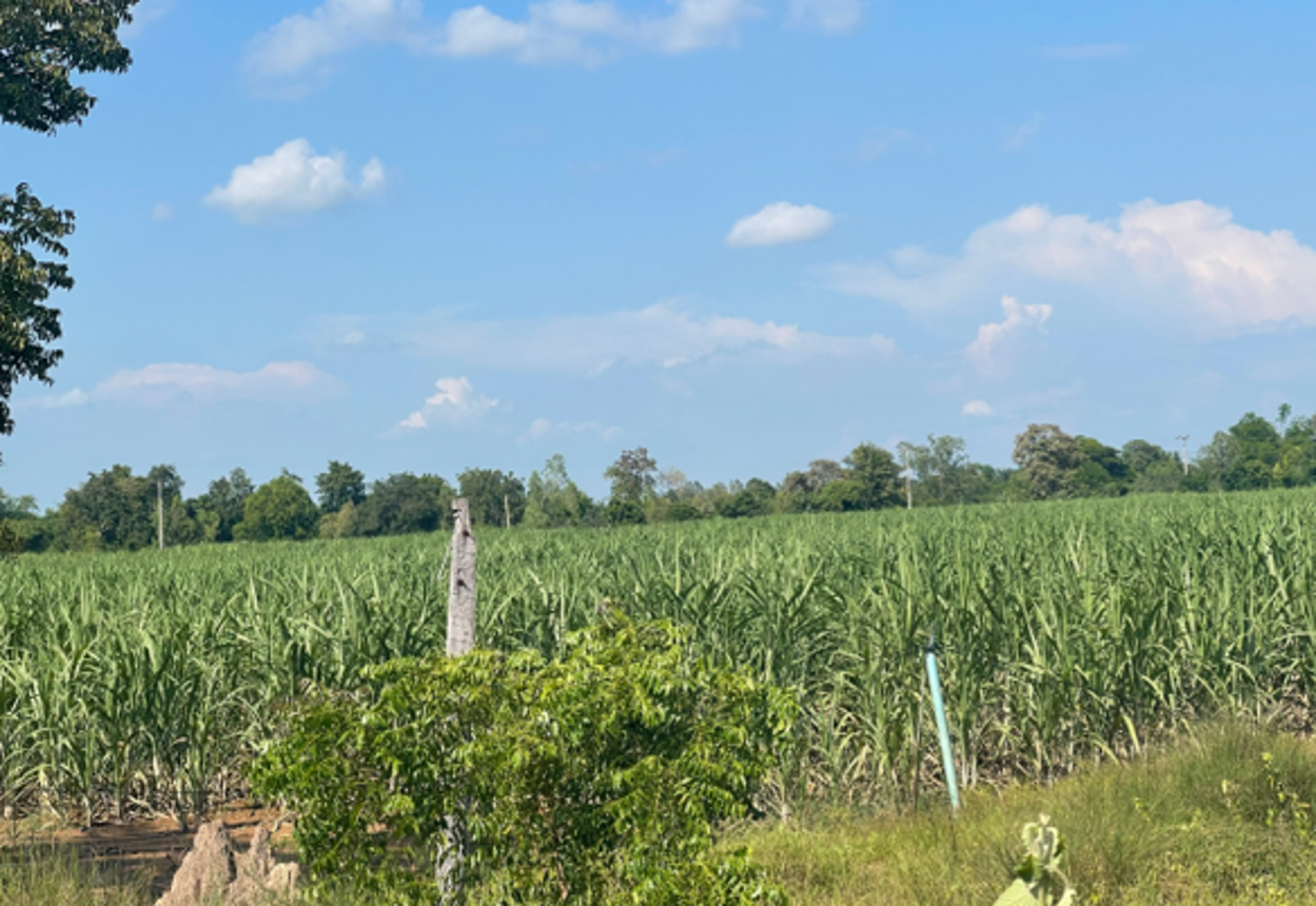 Vacant land in Nong Ya Sai, Suphan Buri