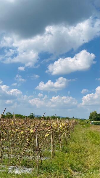 Land for sale Cha Am 4 Rai 1 Ngan 62 Sq.w. Rai Mai Pattana, Phetchaburi
