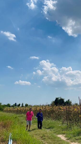 Land for sale Cha Am 4 Rai 1 Ngan 62 Sq.w. Rai Mai Pattana, Phetchaburi