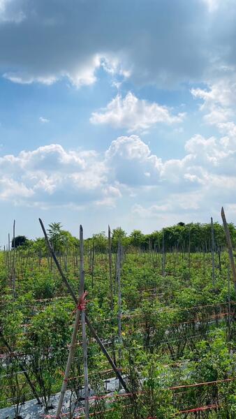 Land for sale Cha Am 4 Rai 1 Ngan 62 Sq.w. Rai Mai Pattana, Phetchaburi