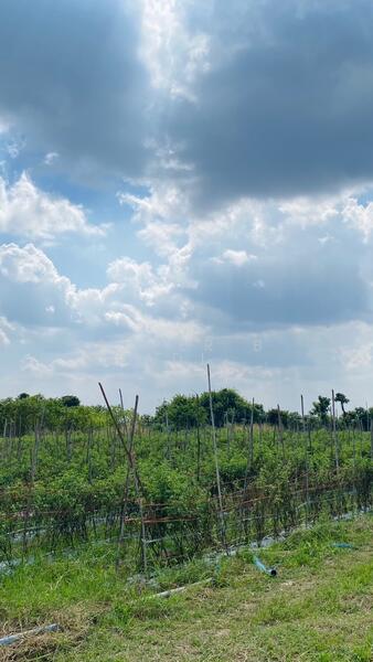 Land for sale Cha Am 4 Rai 1 Ngan 62 Sq.w. Rai Mai Pattana, Phetchaburi