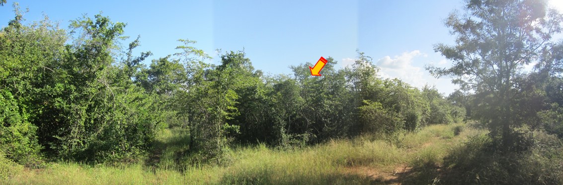 ที่ดินเปล่า นครราชสีมา