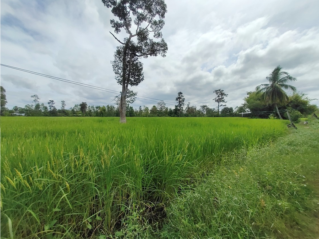 บ้านเดี่ยว โครงการบ้านนาหนองล้ำ อุบลราชธานี