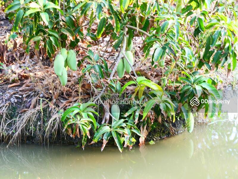 ขายที่สวนมะม่วง 5 ไร่ ใกล้แม่น้ำท่าจีน, Samut Sakhon