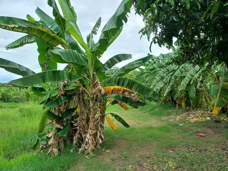 Land for sale, Ratchaburi