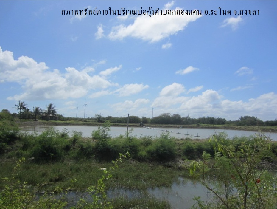 ที่ดินเปล่า โครงการบ่อกุ้ง ต.คลองแดน สงขลา