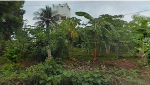 Empty Land in Tapahan, Phichit