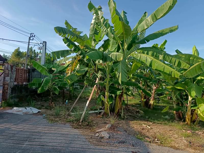 ขายที่ดินเปล่า ติดถนนบางบอน 4 หนองแขม กรุงเทพ, Bangkok
