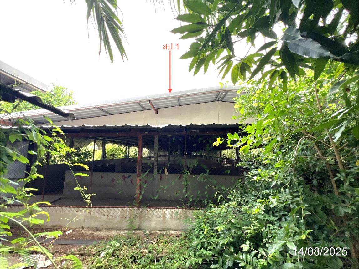 Farm in Sawankhalok, Phitsanulok