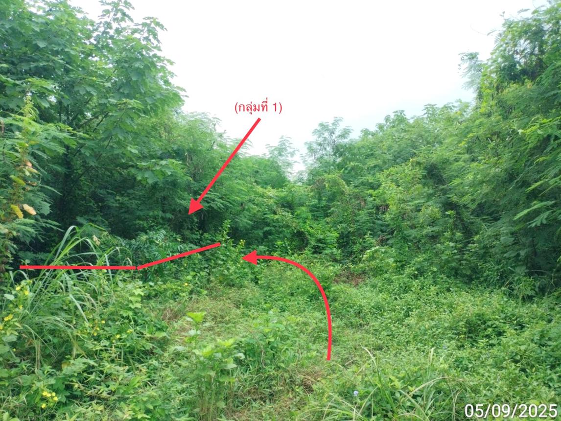 Vacant Land in Yang Nai, Gang Koi, Saraburi