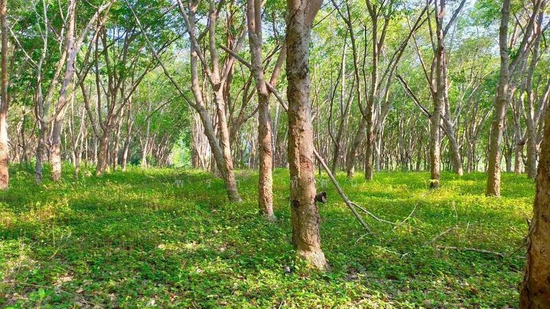 Land for Sale with Rubber Plantation, Scenic Mountain View, Rayong