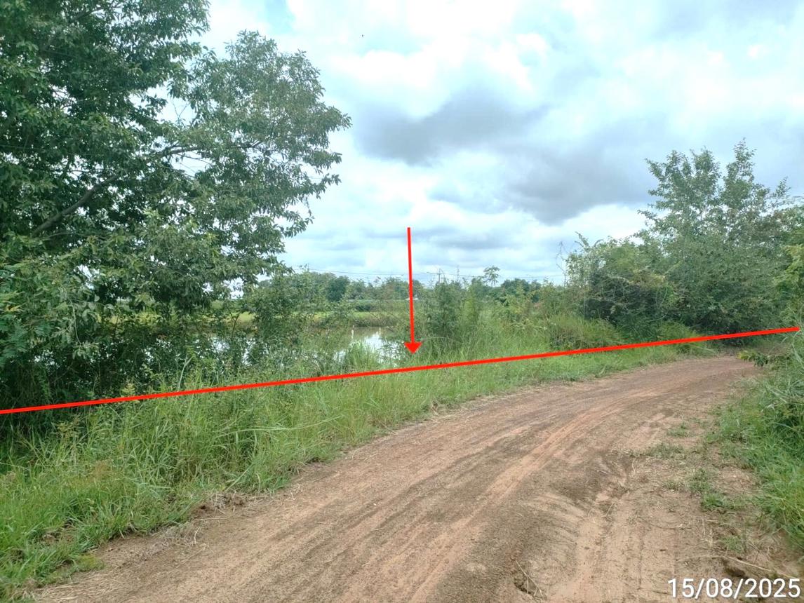 Empty land for sale in Selaphum, Roi Et.