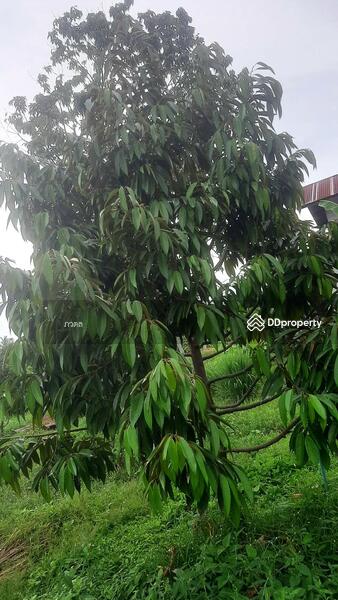 หล่มสัก, Phetchabun