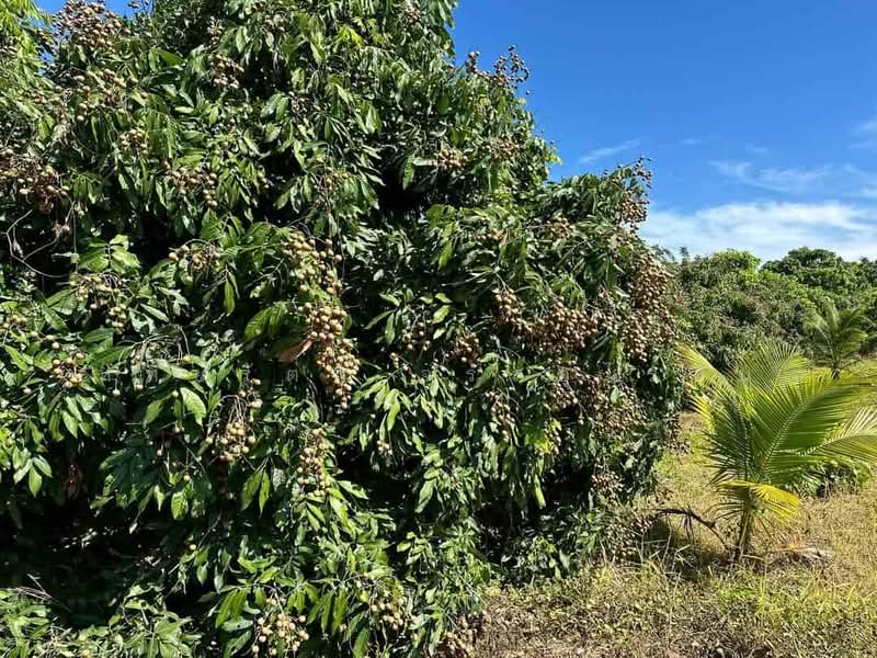Beautiful longan orchard for sale, 10-0-59 rai, Nong Tong, Hang Dong, Chiang Mai., chiang-mai