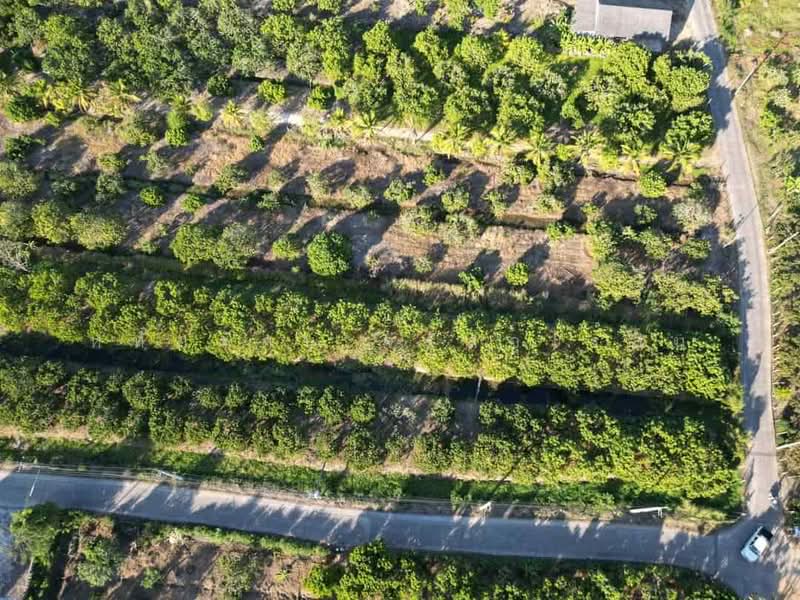 Beautiful longan orchard for sale, 10-0-59 rai, Nong Tong, Hang Dong, Chiang Mai., chiang-mai
