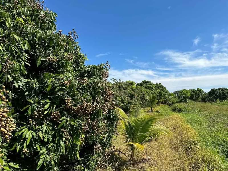 Beautiful longan orchard for sale, 10-0-59 rai, Nong Tong, Hang Dong, Chiang Mai., chiang-mai