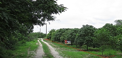 Empty land, Herbua Chai 2 (Pin On Ngam) Project, Lamphun