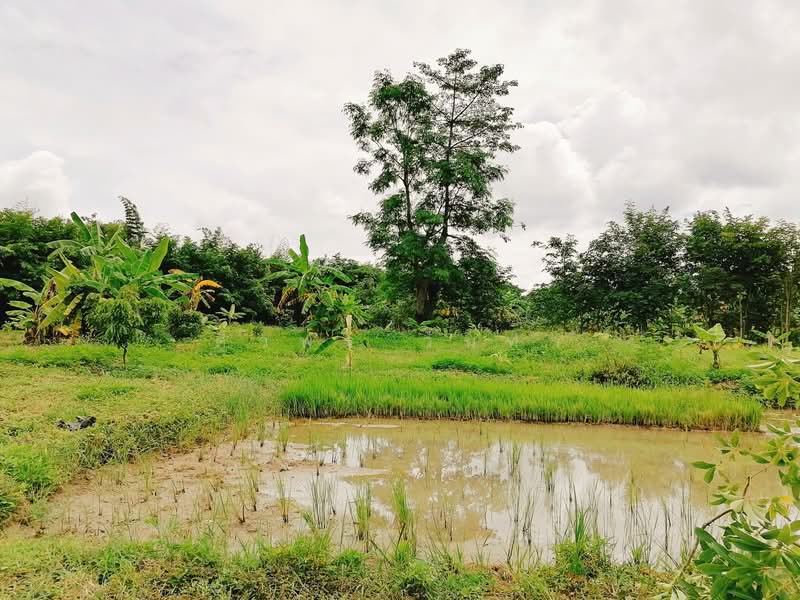 Land For Sale in Chang Phueak, Chiang Mai, Chiang Mai
