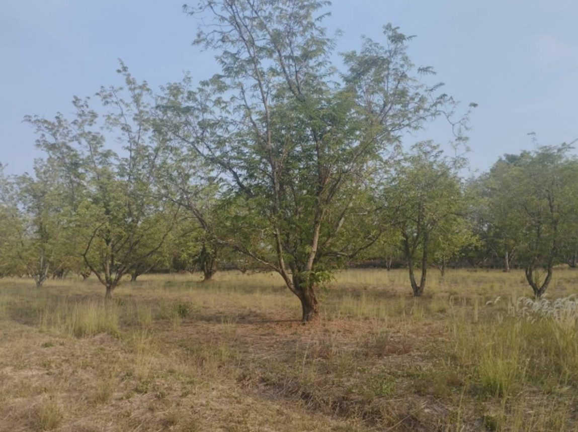 Empty Land for Sale in Lopburi Province, Lopburi