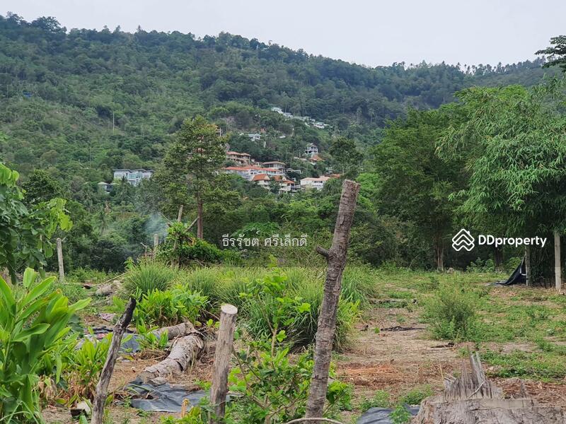 Land for sale in Chaweng, Bophut Subdistrict, Koh Samui District, Surat Thani Province, Surat Thani