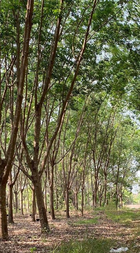 ที่ดินว่างเปล่า บ้านม่วง สกลนคร