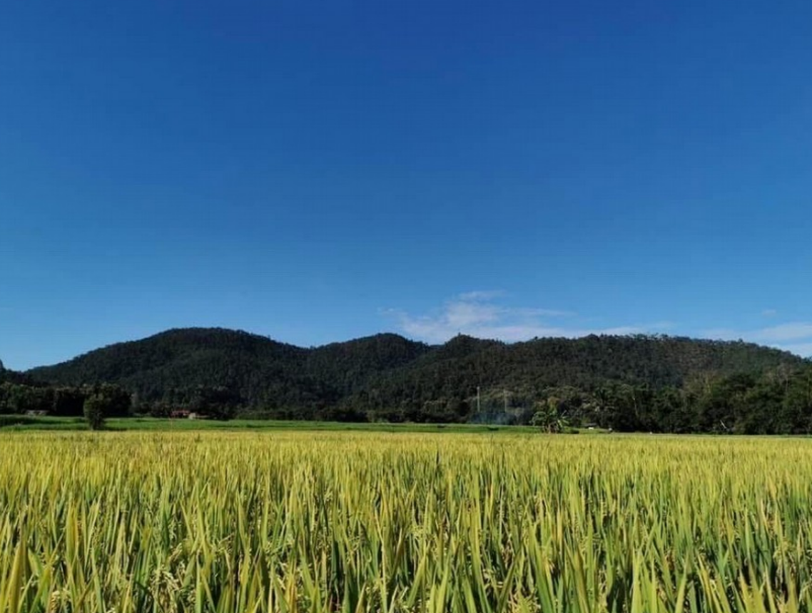 Vacant Land in Mae Rim, Chiang Mai