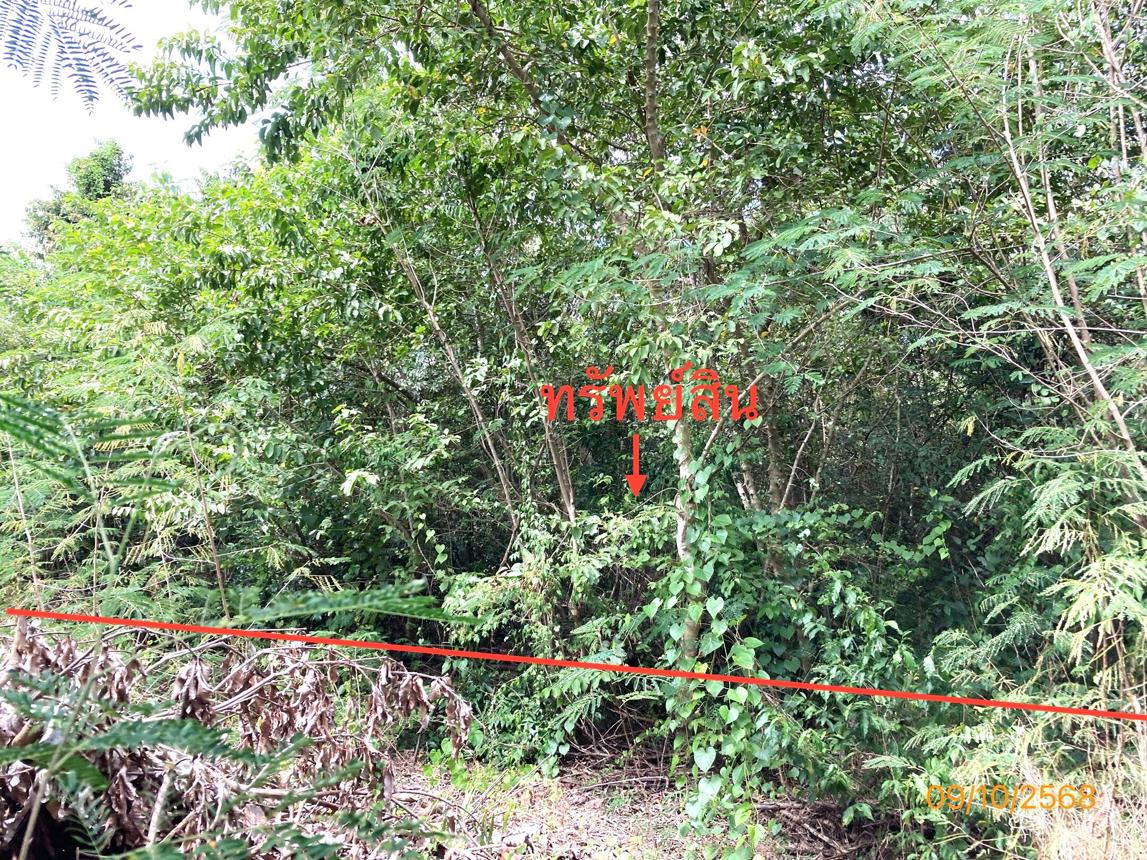 Vacant Land, Don Sak, Surat Thani