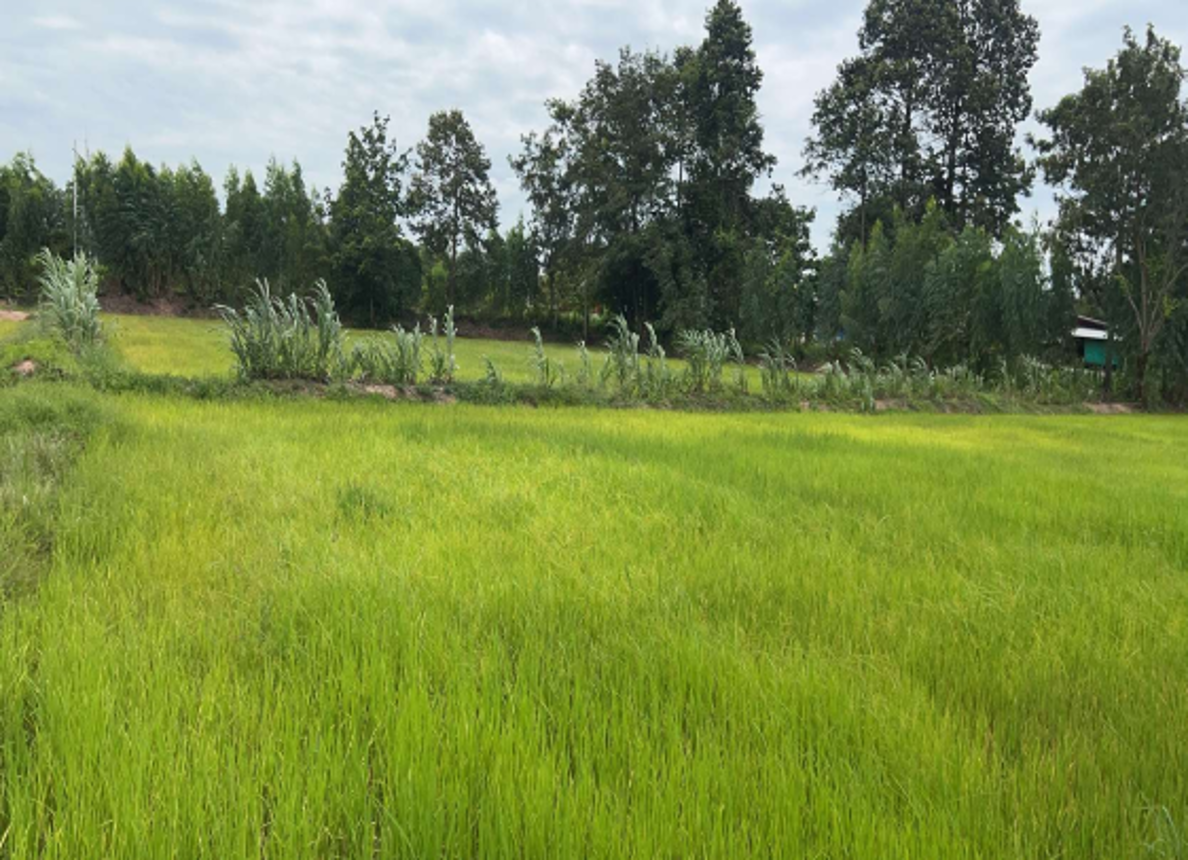 ที่ดินว่างเปล่า ขุนหาญ ศรีสะเกษ