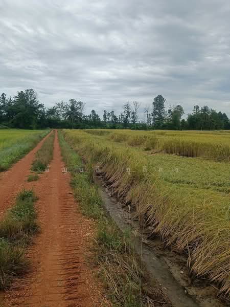 นาป่า, Phetchabun