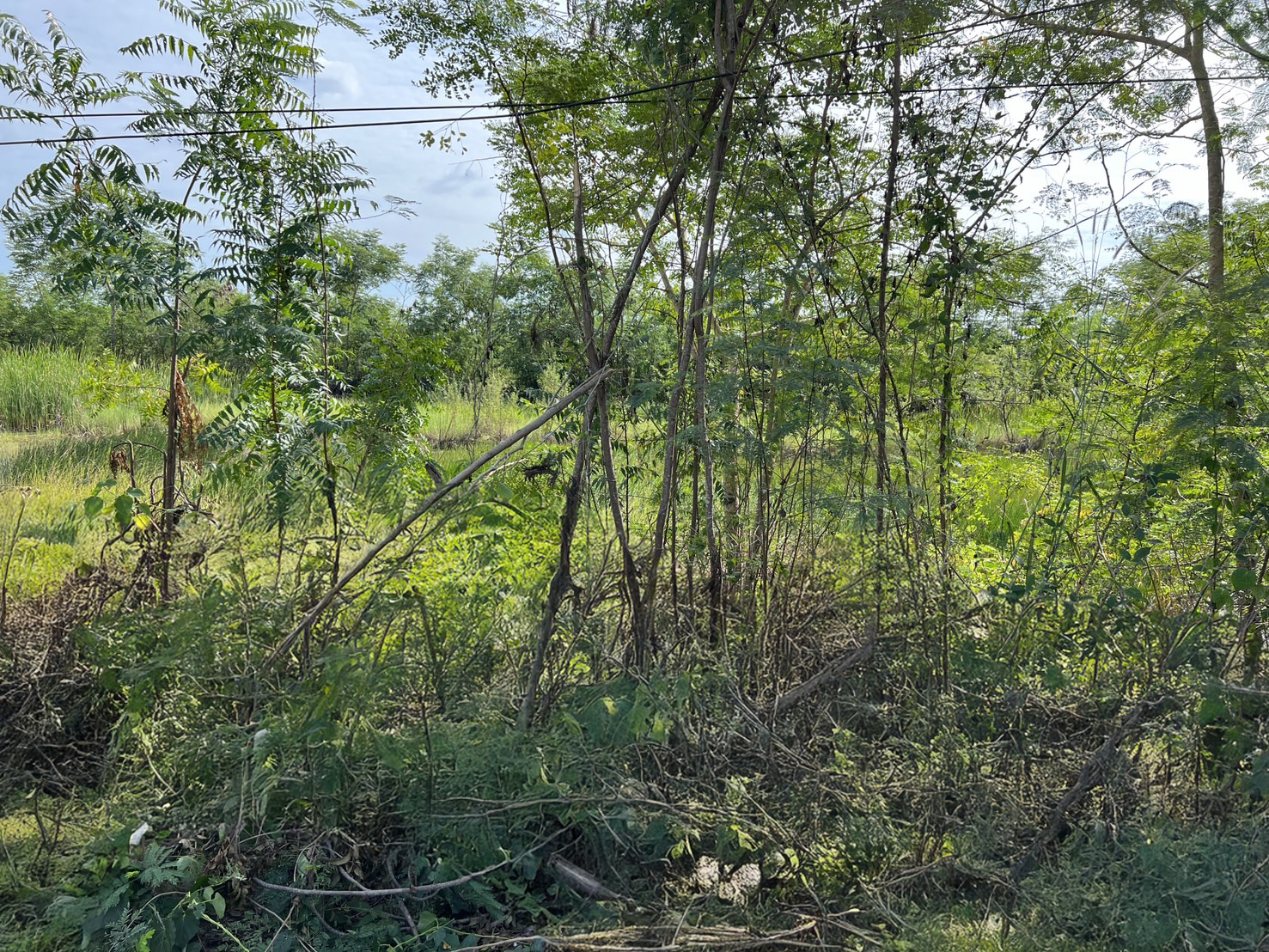 ที่ดินเปล่า โครงการสวนแก้ว 1 ปทุมธานี