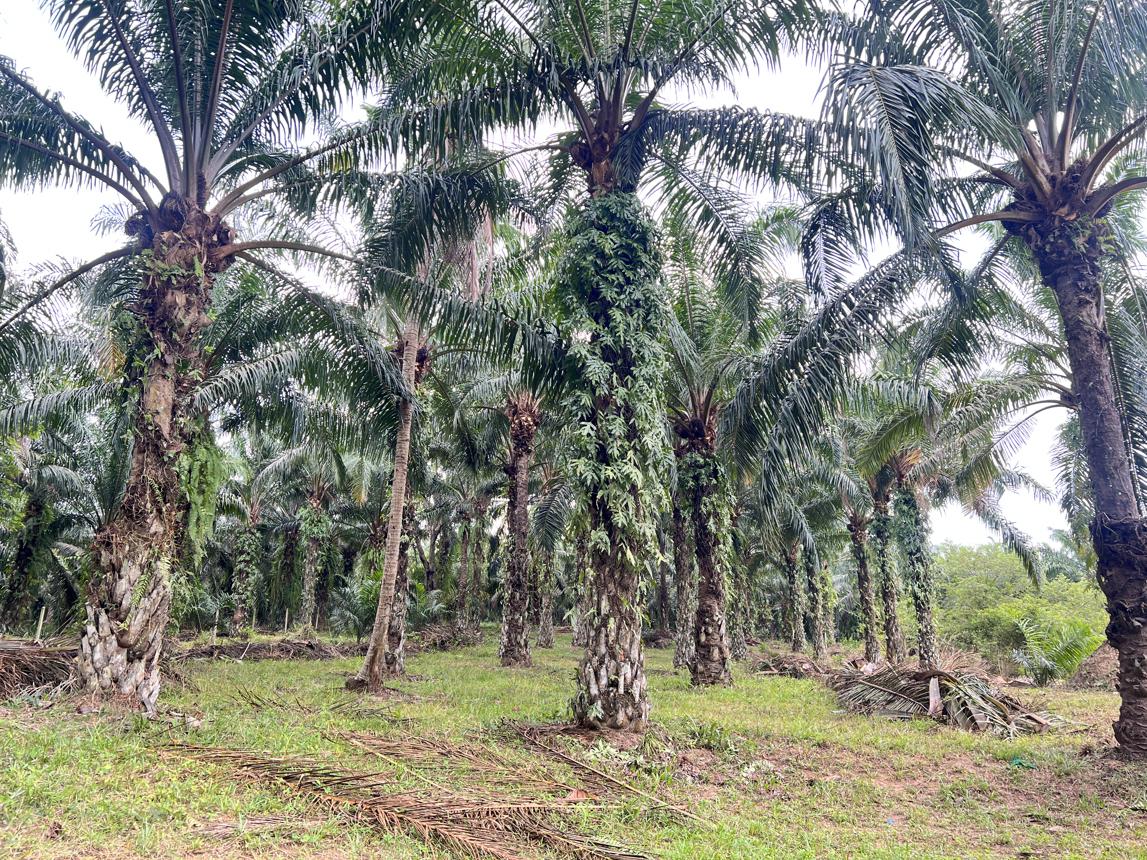 Empty Land for Sale at Tasa, Chumphon Province