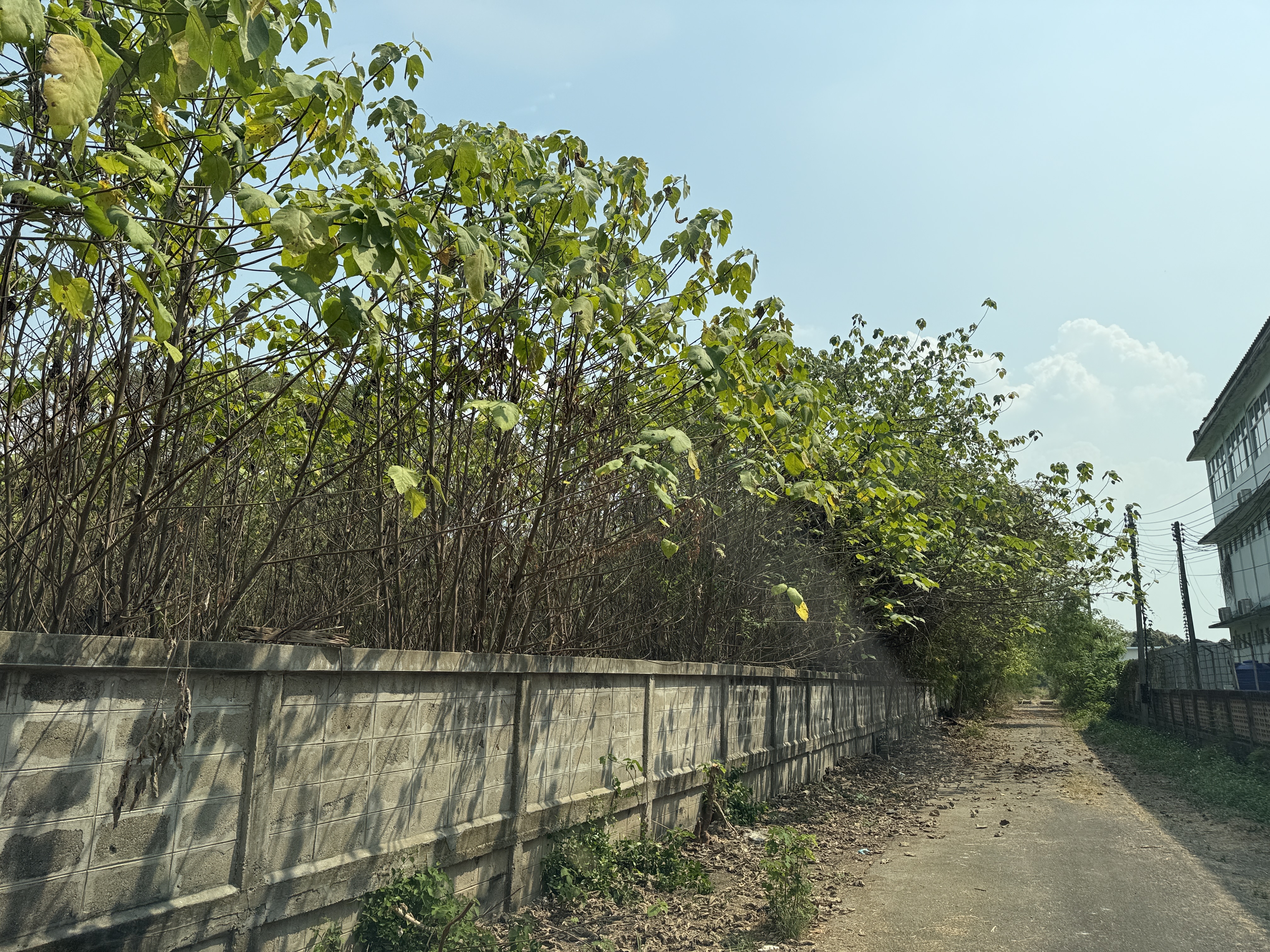 โรงงาน เมืองลำพูน