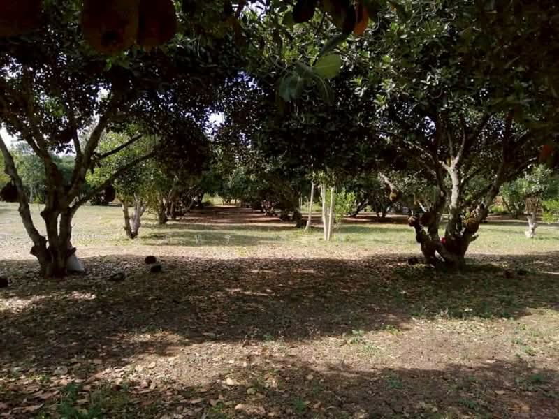 68 Rai Prime Land for Sale on Thanarat Road, Pak Chong, Nakhon Ratchasima