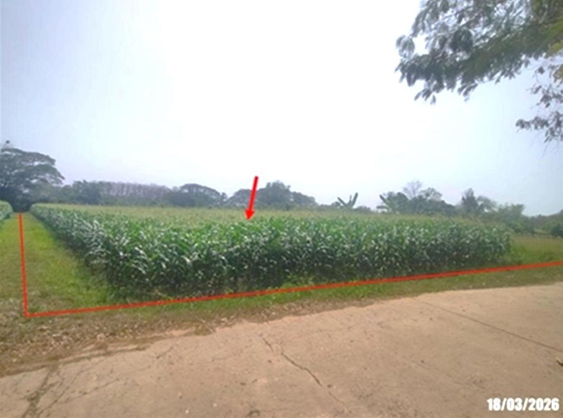 Empty Land for Sale in Nong Khai, Nong Khai