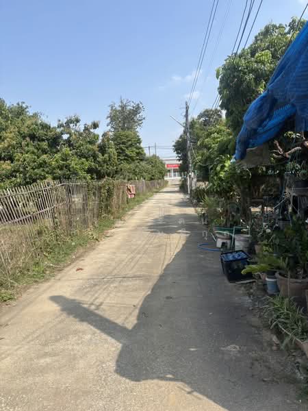 ป่าซาง, Lamphun