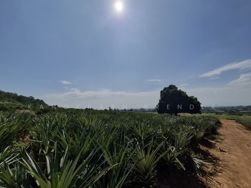 Beautiful 4-Rai Hillside Land for Sale Near Khao Tao Beach, Prachuap Khiri Khan